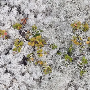 Overgrown ground with reindeer moss in a Fjell landscape