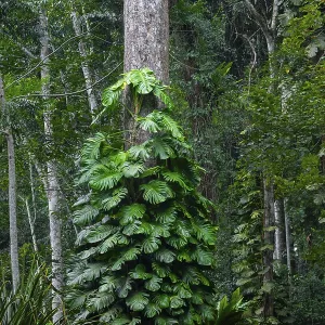 Overgrown tree in jungle, Amani Nature Forest Reserve Overgrown tree in jungle, Amani Nature Forest Reserve
