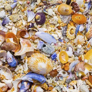 Overhead view of washed up and broken sea shells on sandy beach in Cape Town Overhead view of washed up and broken sea shells on sandy beach in Cape Town