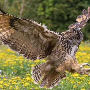 Owl, bird, nature, wildlife, eagle Owl, bird, nature, wildlife, eagle