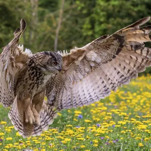 Owl, bird, nature, wildlife, eagle Owl, bird, nature, wildlife, eagle