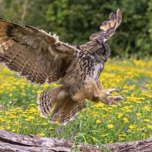 Owl, bird, nature, wildlife, eagle Owl, bird, nature, wildlife, eagle
