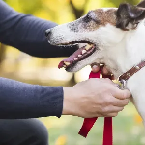 Owner putting leash pet Owner putting leash pet