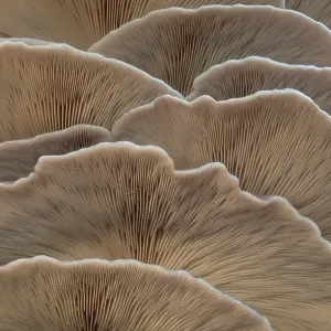 Oyster mushroom (Pleurotus ostreatus) Oyster mushroom (Pleurotus ostreatus)