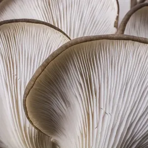 Oyster mushroom (Pleurotus ostreatus) or as easily cultivated mushroom Oyster mushroom (Pleurotus ostreatus) or as easily cultivated mushroom