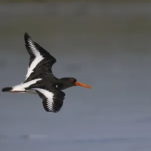 Oystercatcher (Haematopus ostralegus) in flight