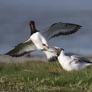 Oystercatcher quarrels with black-headed gull