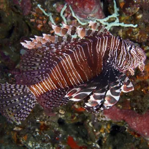 Pacific lionfish (Pterois volitans) with eye-catching striped patterns swims past corals