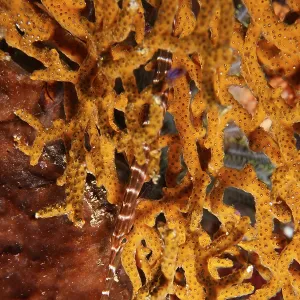 Pacific trumpetfish (Aulostomus chinensis) hides in coral structure