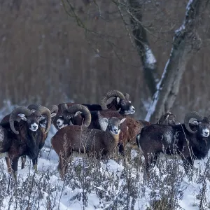 The pack of European mouflon (Ovis gmelini) has long since noticed me The pack of European mouflon (Ovis gmelini) has long since noticed me