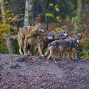 A pack of wolves gathers in autumn forest