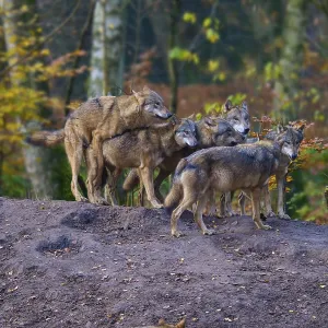 A pack of wolves gathers on a hill in the forest