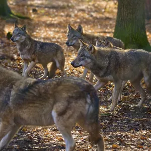 A pack of wolves moves through an autumn forest
