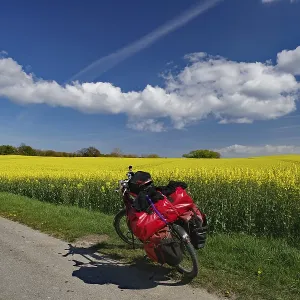 Packed bicycle standing on a narrow road in front of flowering rape fields