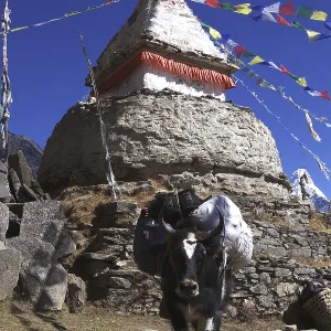 A packed Yak (Bos mutus) at a stupa with prayer flags in Mongla A packed Yak (Bos mutus) at a stupa with prayer flags in Mongla