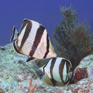 Pair of banded butterflyfish (Chaetodon striatus)