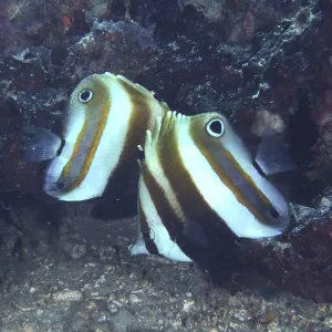 Distinctive Stripe Pattern Butterflyfish Print Distinctive Stripe Pattern Butterflyfish Print