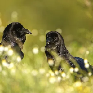 Pair of common ravens (Corvus corax) Pair of common ravens (Corvus corax)