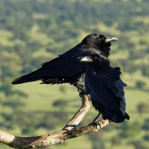 Pair of common ravens (Corvus corax) on a dead branch Pair of common ravens (Corvus corax) on a dead branch