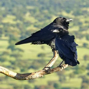 Pair of common ravens (Corvus corax) on a dead branch Pair of common ravens (Corvus corax) on a dead branch