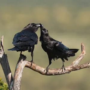 Pair of common ravens (Corvus corax) mating on a branch Pair of common ravens (Corvus corax) mating on a branch
