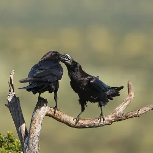 Pair of common ravens (Corvus corax) mating on a branch Pair of common ravens (Corvus corax) mating on a branch