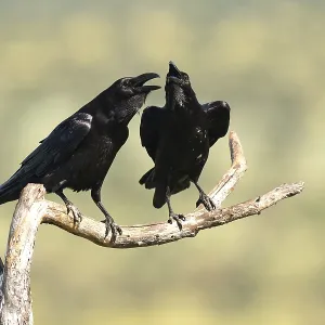 Pair of common ravens (Corvus corax) mating on a branch Pair of common ravens (Corvus corax) mating on a branch