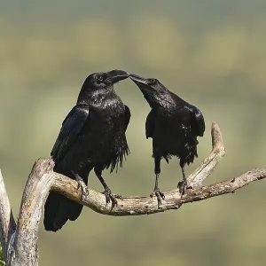 Pair of common ravens (Corvus corax) mating on a branch Pair of common ravens (Corvus corax) mating on a branch