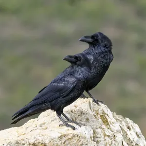 Pair of common ravens (Corvus corax) on a rock Pair of common ravens (Corvus corax) on a rock