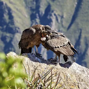 A pair of condors cuddling closely on a rock A pair of condors cuddling closely on a rock