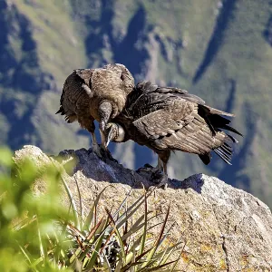 A pair of condors shows proximity on a rock in a natural environment A pair of condors shows proximity on a rock in a natural environment