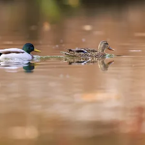 A pair of ducks draw tracks on copper-colored water A pair of ducks draw tracks on copper-colored water