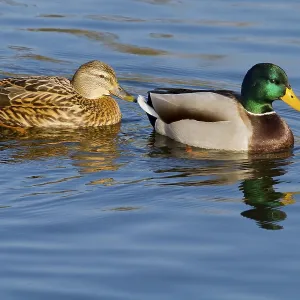 A pair of Ducks swimming on the lake on a beautiful day A pair of Ducks swimming on the lake on a beautiful day