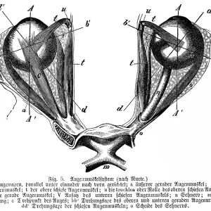 Pair of eyes directed parallel and forward