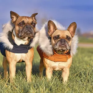 Pair of fawn French Bulldog dogs wearing warm winter clothes with fur collar as protection from cold temperatures