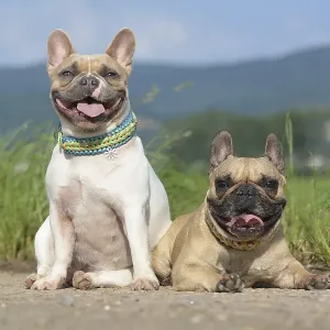 Pair of fawn and red pied French Bulldog dogs wearing selfmade paracord dog collars while posing for camera on path Pair of fawn and red pied French Bulldog dogs wearing selfmade paracord dog collars while posing for camera on path