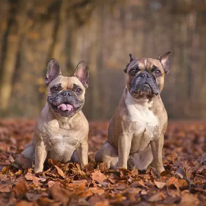 Pair of French Bulldog dogs sitting in seasonal forest with orange and brown fallen autumn leaves Pair of French Bulldog dogs sitting in seasonal forest with orange and brown fallen autumn leaves