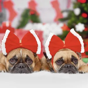 Pair of French Bulldog dogs wearing Christmas ribbon costume on heads in front of seasonal decoration