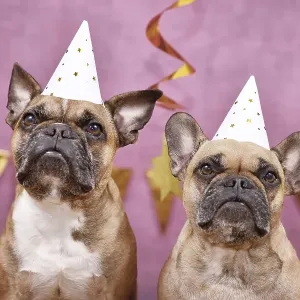 Pair of French Bulldog dogs wearing New Year's Eve party celebration hats in front of pink background decorated with Pair of French Bulldog dogs wearing New Year's Eve party celebration hats in front of pink background decorated with