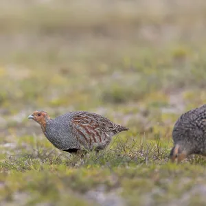 A pair of grey partridges (Perdix perdix) foraging A pair of grey partridges (Perdix perdix) foraging