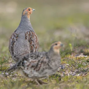 The pair of grey partridges (Perdix perdix) are still foraging together The pair of grey partridges (Perdix perdix) are still foraging together