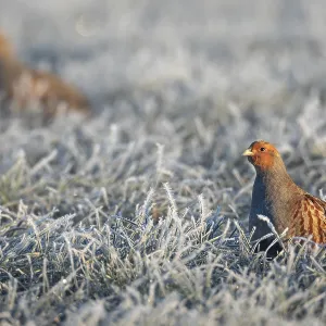A pair of grey partridges (Perdix perdix) foraging in a meadow with hoar frost A pair of grey partridges (Perdix perdix) foraging in a meadow with hoar frost
