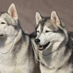 Pair of Siberian huskies, close-up Pair of Siberian huskies, close-up