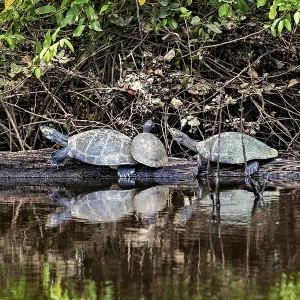 A pair of turtles on a tree trunk are seen in the calm waters of a natural environment