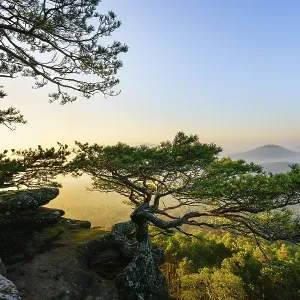 Palatinate Forest, morning mood