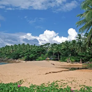 Palm tree, beach at Coral Beach Resort on the island of Ko Lanta Palm tree, beach at Coral Beach Resort on the island of Ko Lanta