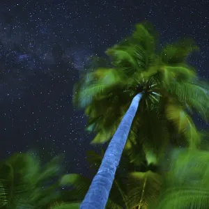 Palm tree and milky way, Ari Atoll, Maldives