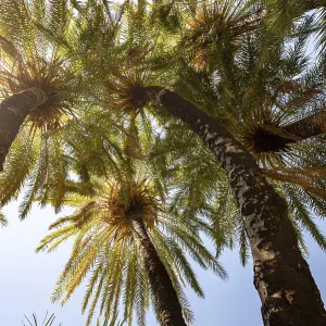 Palm tree in the Preveli gorge in front of a mountain range in Crete; Crete; Greece<br> Palm tree in the Pr