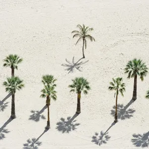 Palm trees on the beach, Playa de las Teresitas