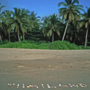 Palm trees, Thailand with shells written in the sand on the island of Ko Lanta Palm trees, Thailand with shells written in the sand on the island of Ko Lanta